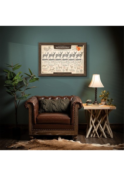 "beyaz Kuyruklu Geyiğin Büyümesi ve Olgunlaşması" Kağıt Baskı C (Yurt Dışından) fiyatları