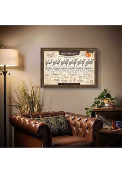 "beyaz Kuyruklu Geyiğin Büyümesi ve Olgunlaşması" Kağıt Baskı C (Yurt Dışından) modelleri