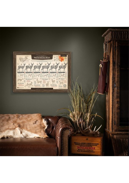 "beyaz Kuyruklu Geyiğin Büyümesi ve Olgunlaşması" Kağıt Baskı C (Yurt Dışından) fırsatları