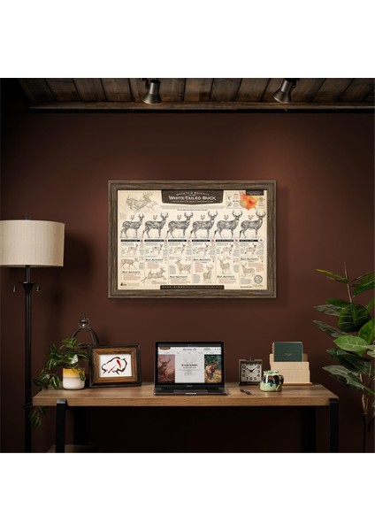 "beyaz Kuyruklu Geyiğin Büyümesi ve Olgunlaşması" Kağıt Baskı C (Yurt Dışından) indirimleri