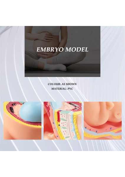 Insan Fetal Gelişim 9. Ay Embriyonik Pelvik Modeli (Yurt Dışından) indirimleri