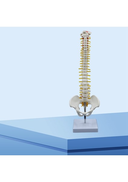 45CM Insan Omurgası ve Pelvik Insan Anatomisi Omurga Modeli (Yurt Dışından) modelleri