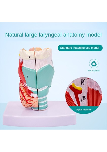 Insan Boğaz Modeli, Anatomik Olarak Doğru Boğaz Modeli, Tıbbi Model (Yurt Dışından)