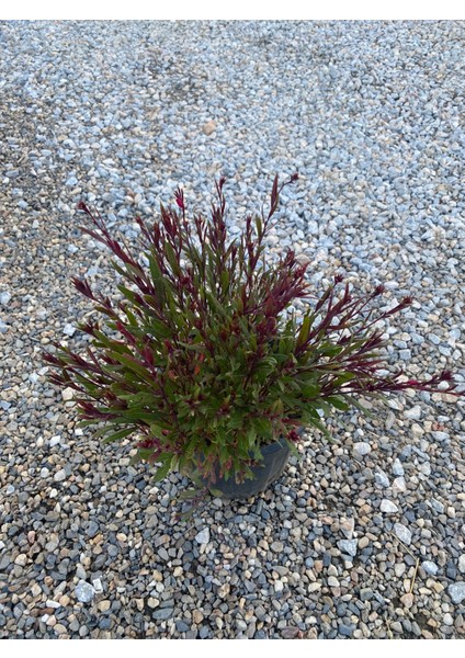 Gaura / Kelebek Çiçeği 40-60CM Kırmızı (Gavura) 1 Adet