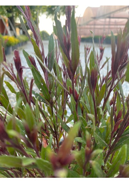 Gaura / Kelebek Çiçeği 40-60CM Kırmızı (Gavura) 1 Adet