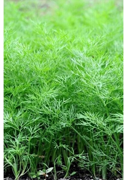 Dere Otu Tohumu 10 gr fiyatları