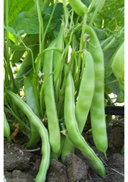 Fasulye Tohumu 50 gr fiyatları