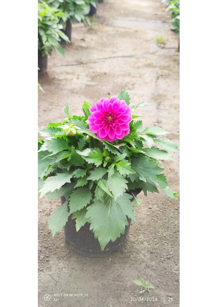 Yıldız Çiçeği Dalya Bitkisi 20-40CM 1 Adet Saksılı Karışık Renk