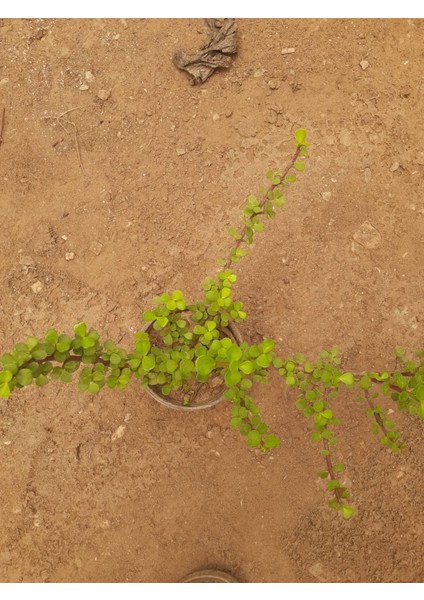 Para Çiçeği (Pachira Aquatica) 15-30CM 1 Adet