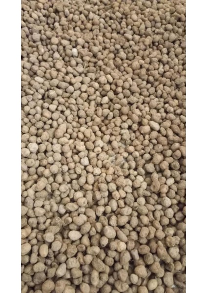 Salep Tohumu 100 Adet