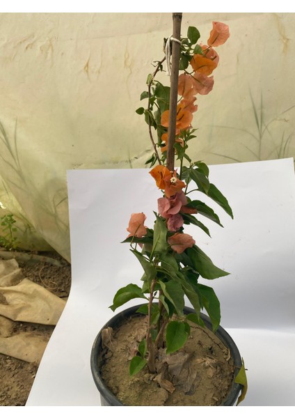 Turuncu Renk Boylu Begonvil 60-80CM 1 Adet Saksılı