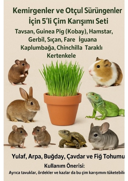 Tavşan Çimi - 100 Gram -(Guinea Pig, Hamster,iguana)- 5'li Tohum Karışımı
