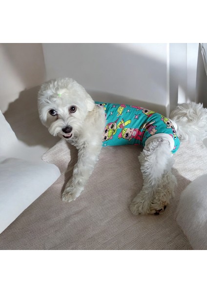 Dişi Köpek Periyod Külotu, Dişi Köpek Zıbın Külot