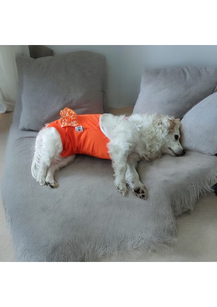 Dişi Köpek Periyod Külotu, Dişi Köpek Zıbın Külot