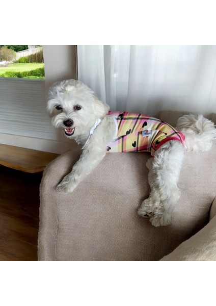 Dişi Köpek Periyod Külotu, Dişi Köpek Zıbın Külot