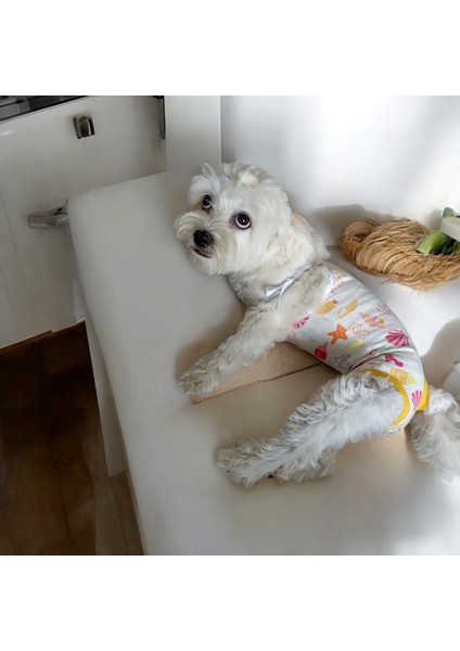 Dişi Köpek Periyod Külotu, Dişi Köpek Zıbın Külot