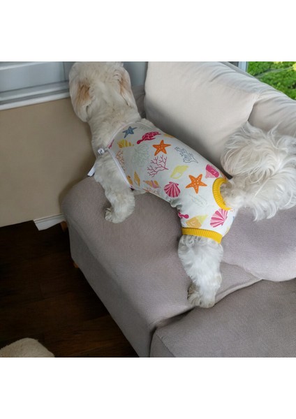 Dişi Köpek Periyod Külotu, Dişi Köpek Zıbın Külot