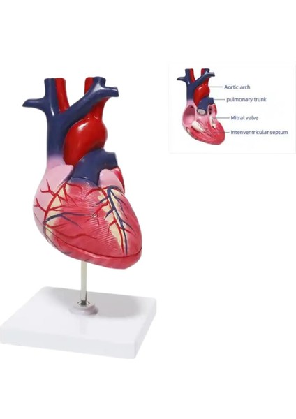 Kalp Maketi Model 51