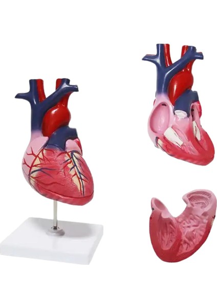 Kalp Maketi Model 51 fiyatları