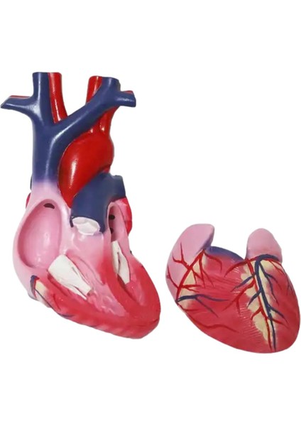 Kalp Maketi Model 51 modelleri