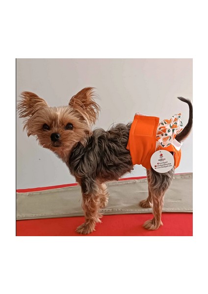 Dişi Köpek Periyod Külotu, Dişi Köpek Külodu
