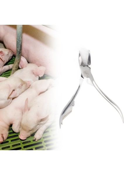 Catcher ile Köpek Piglet Clipper Forseps Için Paslanmaz Çelik Diş Kesici Makas (12CM) (Yurt Dışından)