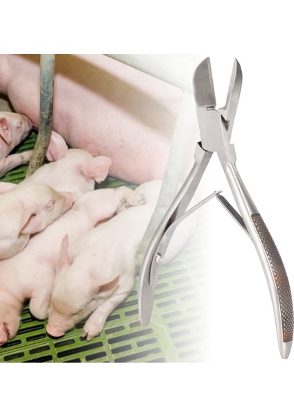 Paslanmaz Çelik Diş Kesici Makas Köpek Piglet Clipper Forseps Domuz YAKALAYICI(14CM) (Yurt Dışından)