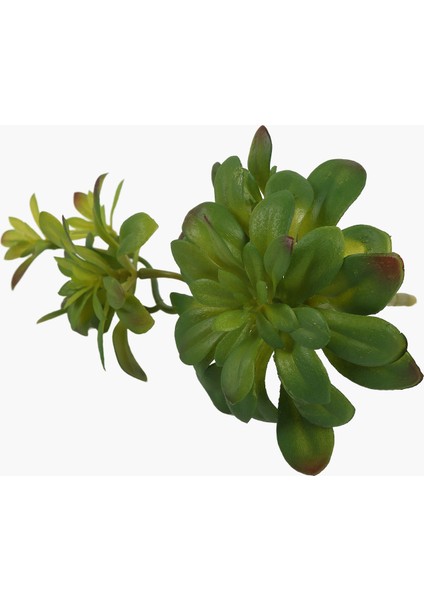 Iki Başlı Dudleya Sukulent Dal 30X14X16CM fiyatları