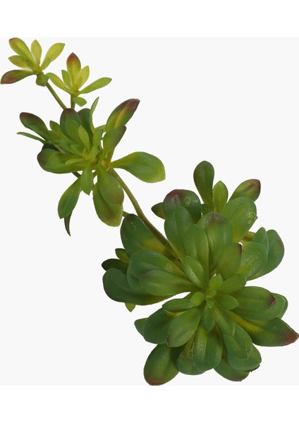 Iki Başlı Dudleya Sukulent Dal 30X14X16CM modelleri