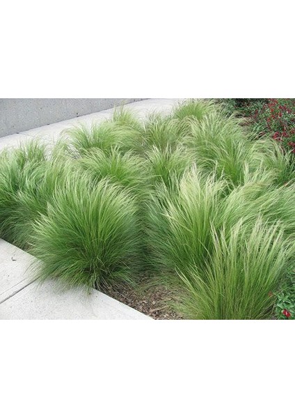Stipa - At Kuyruğu Çimi 10'lu Set - Otsu Yer Örtücü Bitki