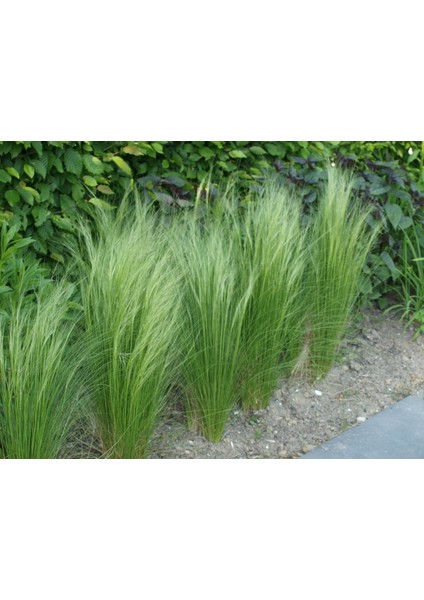 Stipa - At Kuyruğu Çimi 10'lu Set - Otsu Yer Örtücü Bitki modelleri