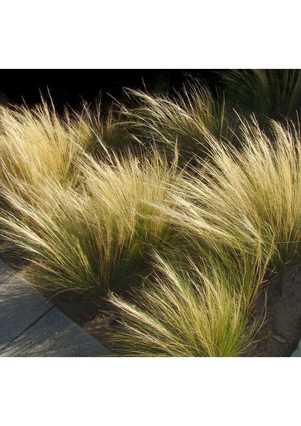 Stipa - At Kuyruğu Çimi 10'lu Set - Otsu Yer Örtücü Bitki fırsatları