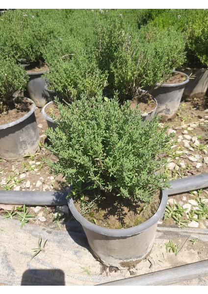 Kekik Bitkisi – Canlı Saksılı Aromatik Fide 10-20CM (Yenilebilir / Baharatlık / Balkon Için Uygun)