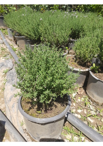 Kekik Bitkisi – Canlı Saksılı Aromatik Fide 10-20CM (Yenilebilir / Baharatlık / Balkon Için Uygun)