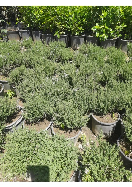 Kekik Bitkisi – Canlı Saksılı Aromatik Fide 10-20CM (Yenilebilir / Baharatlık / Balkon Için Uygun)