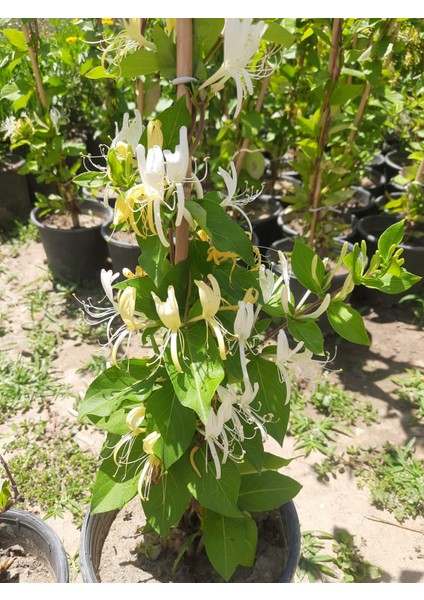Hanımeli Sarmaşık – Canlı Saksıda Çiçekli Tırmanıcı Bitki 80-100CM (Mis Kokulu / Bahçeye Uygun)