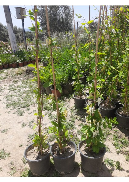 Hanımeli Sarmaşık – Canlı Saksıda Çiçekli Tırmanıcı Bitki 80-100CM (Mis Kokulu / Bahçeye Uygun) fiyatları