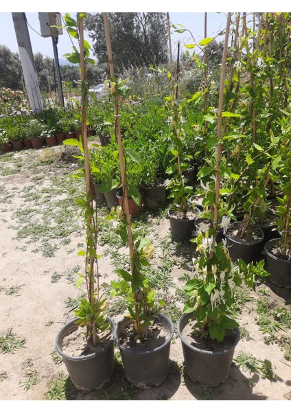 Hanımeli Sarmaşık – Canlı Saksıda Çiçekli Tırmanıcı Bitki 80-100CM (Mis Kokulu / Bahçeye Uygun) modelleri