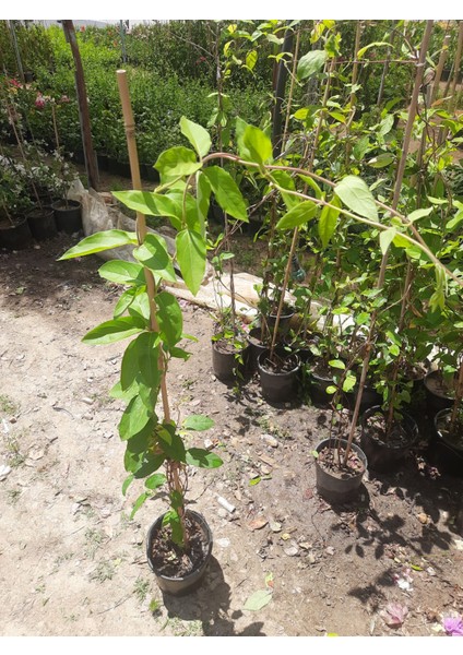 Hanımeli Sarmaşık – Canlı Saksıda Çiçekli Tırmanıcı Bitki 80-100CM (Mis Kokulu / Bahçeye Uygun) fırsatları