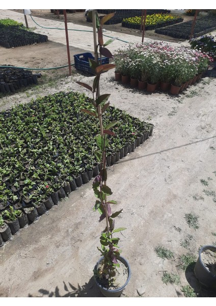 Kırmızı Hanımeli Sarmaşık – Canlı Saksılı Tırmanıcı Bitki 80-100CM (Çiçekli / Mis Kokulu)