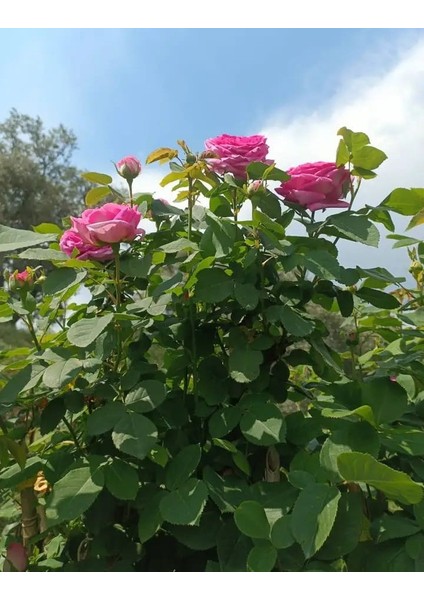 Sarmaşık Pembe Gül – Canlı Saksılı Tırmanıcı Gül Fidanı 50-90CM (Gösterişli / Bahçeye Uygun)