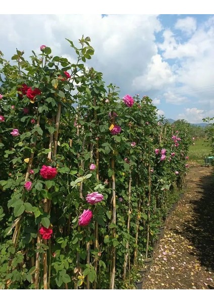 Sarmaşık Pembe Gül – Canlı Saksılı Tırmanıcı Gül Fidanı 50-90CM (Gösterişli / Bahçeye Uygun)