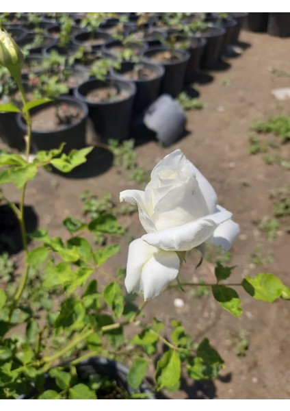 Yediveren Beyaz Gül – Canlı Saksıda Gül Fidesi 40-60CM (Dış Mekana Uygun)