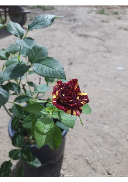 Sihirbaz Gül – Canlı Saksılı Çift Renkli Gül Fidanı 40-60CM (Bahçeye Uygun / Gösterişli Çiçekli)