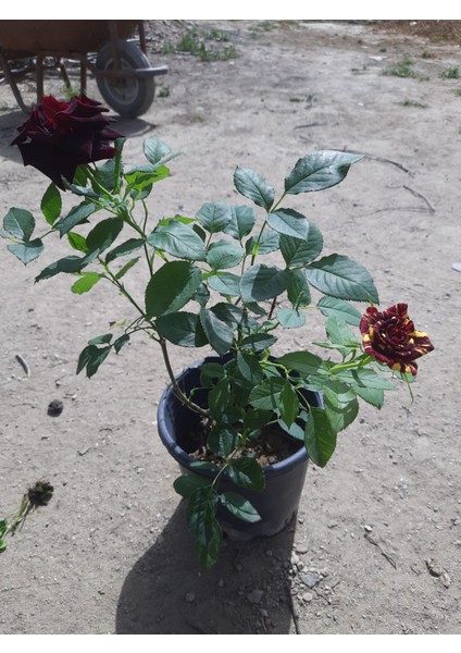 Sihirbaz Gül – Canlı Saksılı Çift Renkli Gül Fidanı 40-60CM (Bahçeye Uygun / Gösterişli Çiçekli)