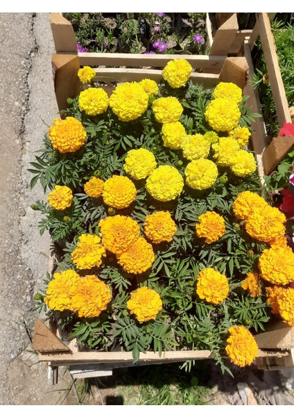 Sarı Kadife Çiçeği – Canlı Saksılı Yazlık Çiçekli Bitki Tüplü Torba 10 Adet 10-15CM (Böcek Uzaklaştırıcı / Bahçeye Uygun)