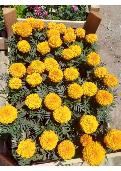 Sarı Kadife Çiçeği – Canlı Saksılı Yazlık Çiçekli Bitki Tüplü Torba 10 Adet 10-15CM (Böcek Uzaklaştırıcı / Bahçeye Uygun)