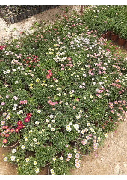 Çeşme Papatyası – Canlı Saksılı Bahçeye Uygun Pembe Çiçekli Bitki (Uzun Ömürlü / Kolay Bakım)