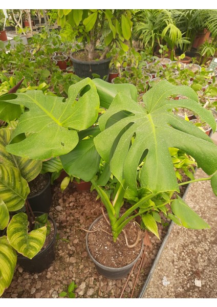 Deve Tabanı – Canlı Saksılı Geniş Yapraklı Salon Bitkisi 2 Adet (Monstera / Dekoratif)