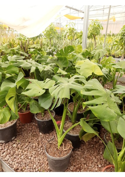 Deve Tabanı – Canlı Saksılı Geniş Yapraklı Salon Bitkisi 2 Adet (Monstera / Dekoratif)